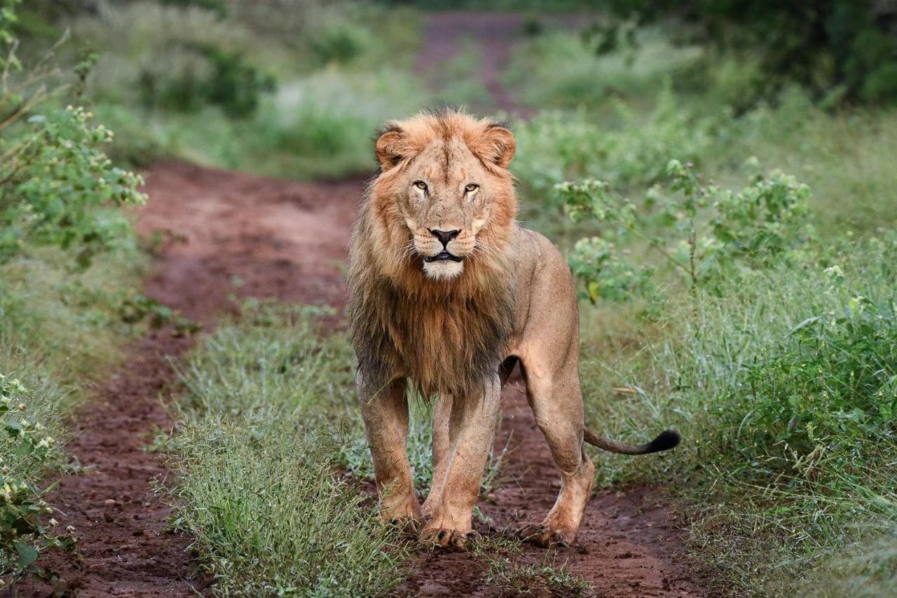 Mavela Game Lodge 음쿠제 외부 사진