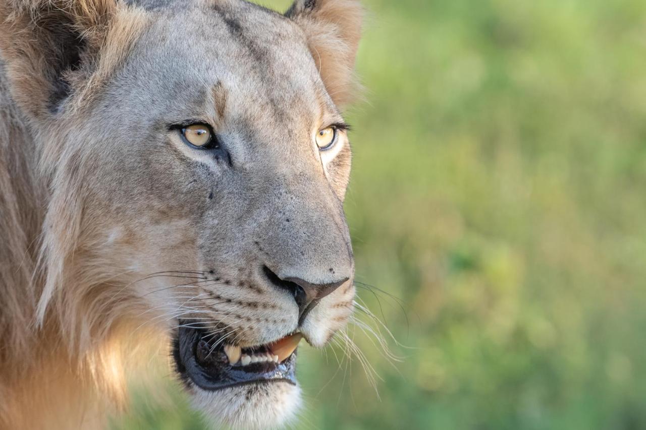 Mavela Game Lodge 음쿠제 외부 사진
