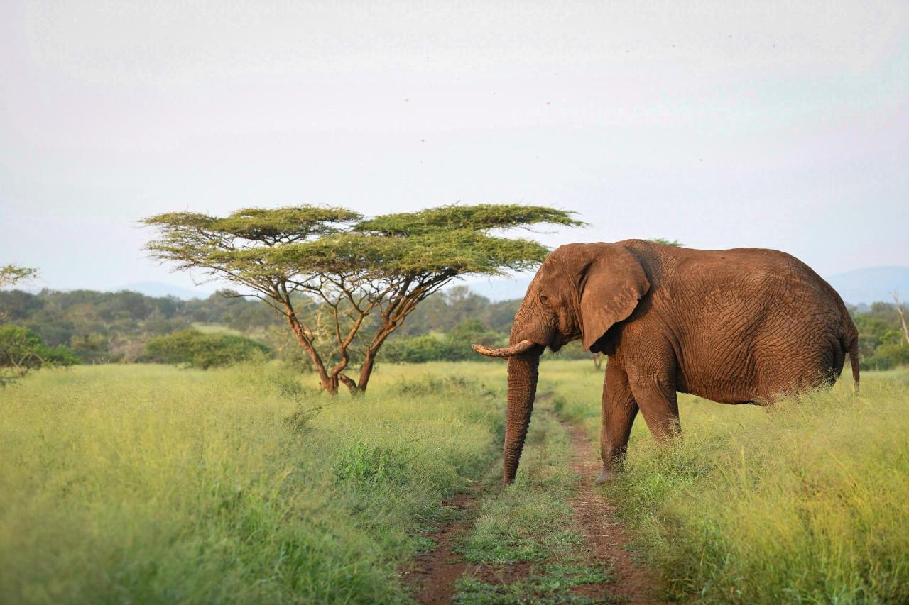 Mavela Game Lodge 음쿠제 외부 사진
