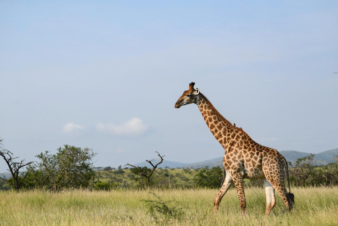 Mavela Game Lodge 음쿠제 외부 사진