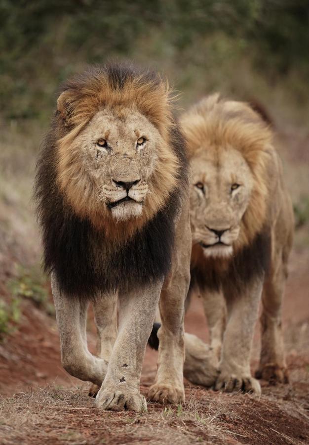 Mavela Game Lodge 음쿠제 외부 사진